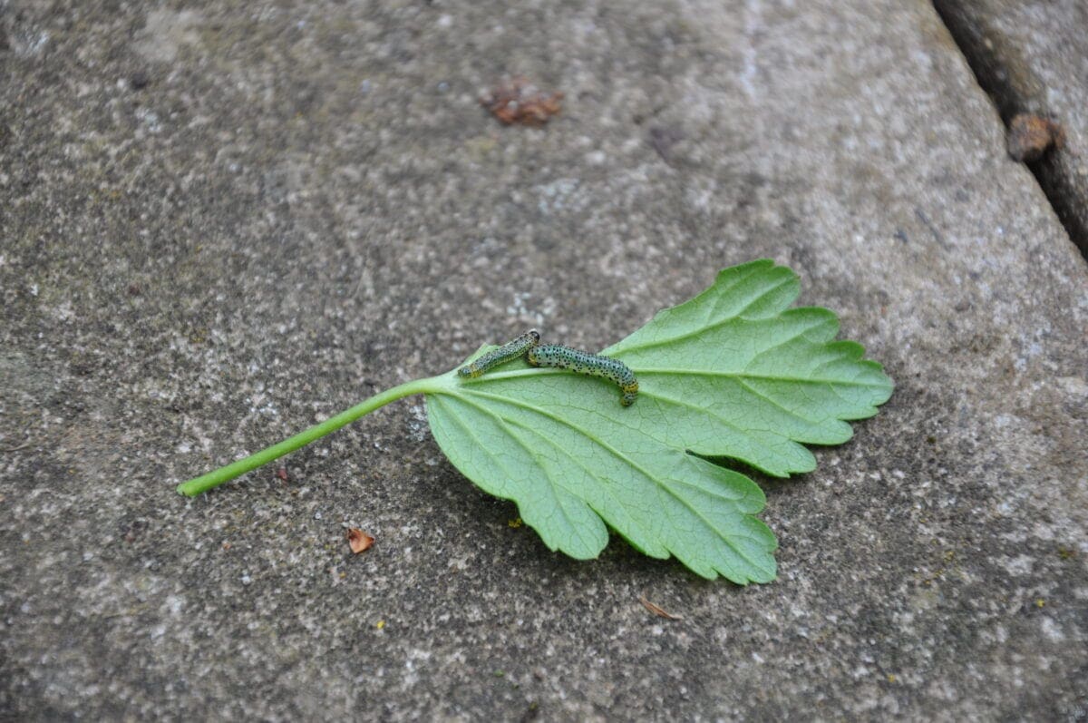 Gooseberry sawfly problem? - Mudketeers