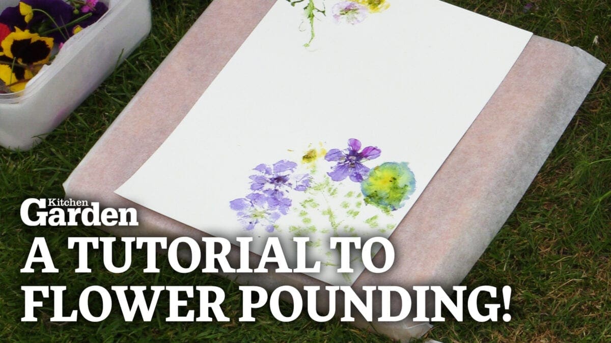 Video A Guide to Flower Pounding Mudketeers