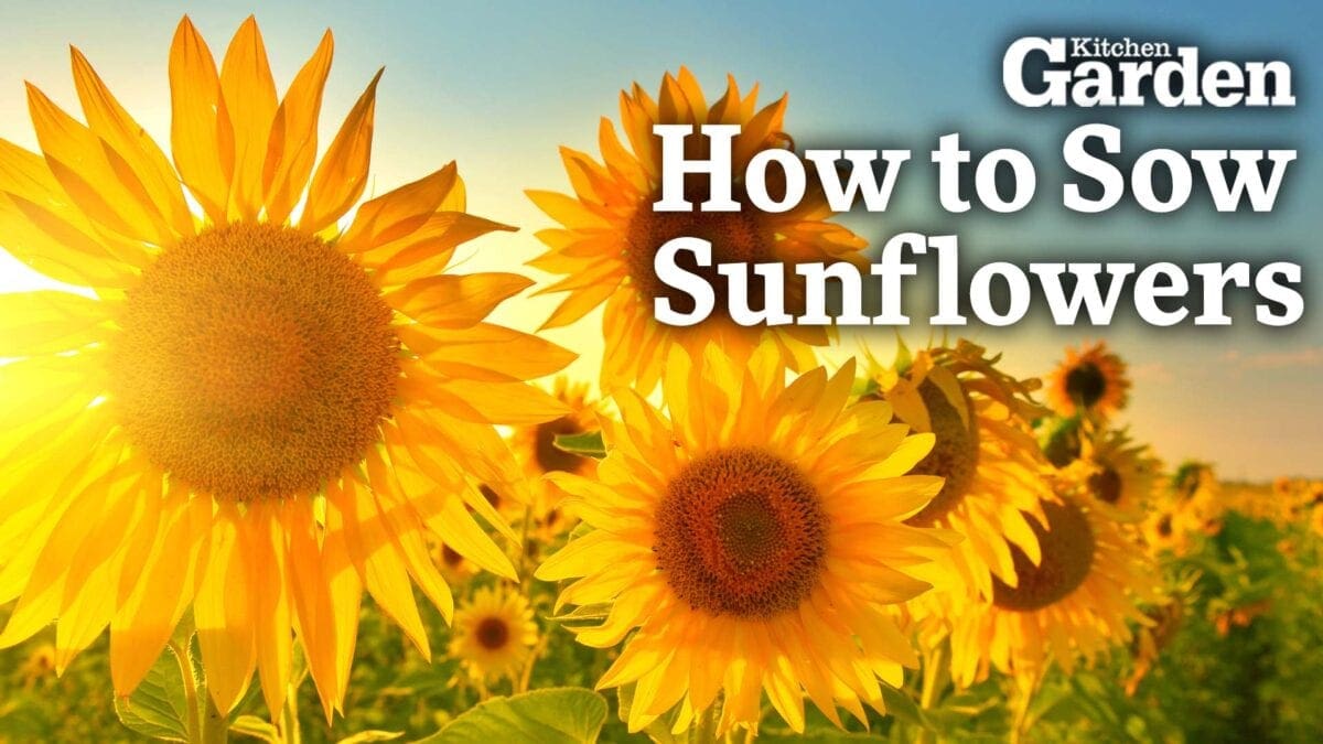 Video How to Sow Sunflowers Mudketeers