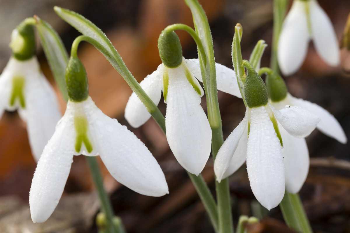 Galanthus elwesii 'Yvonne Hay'