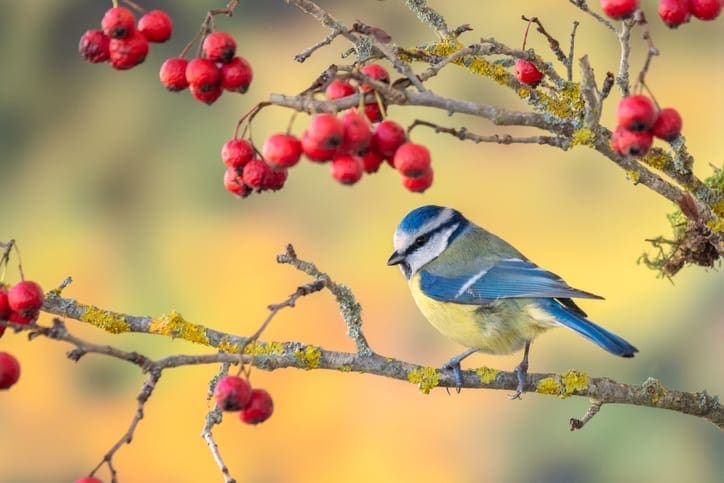 Blue tit