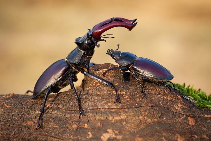 Stag beetles