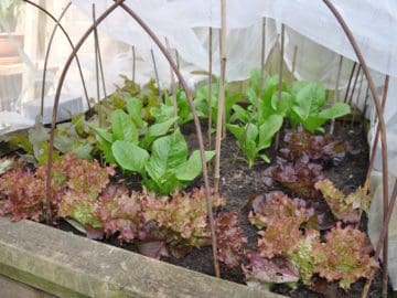 Lettuces in a raised bed