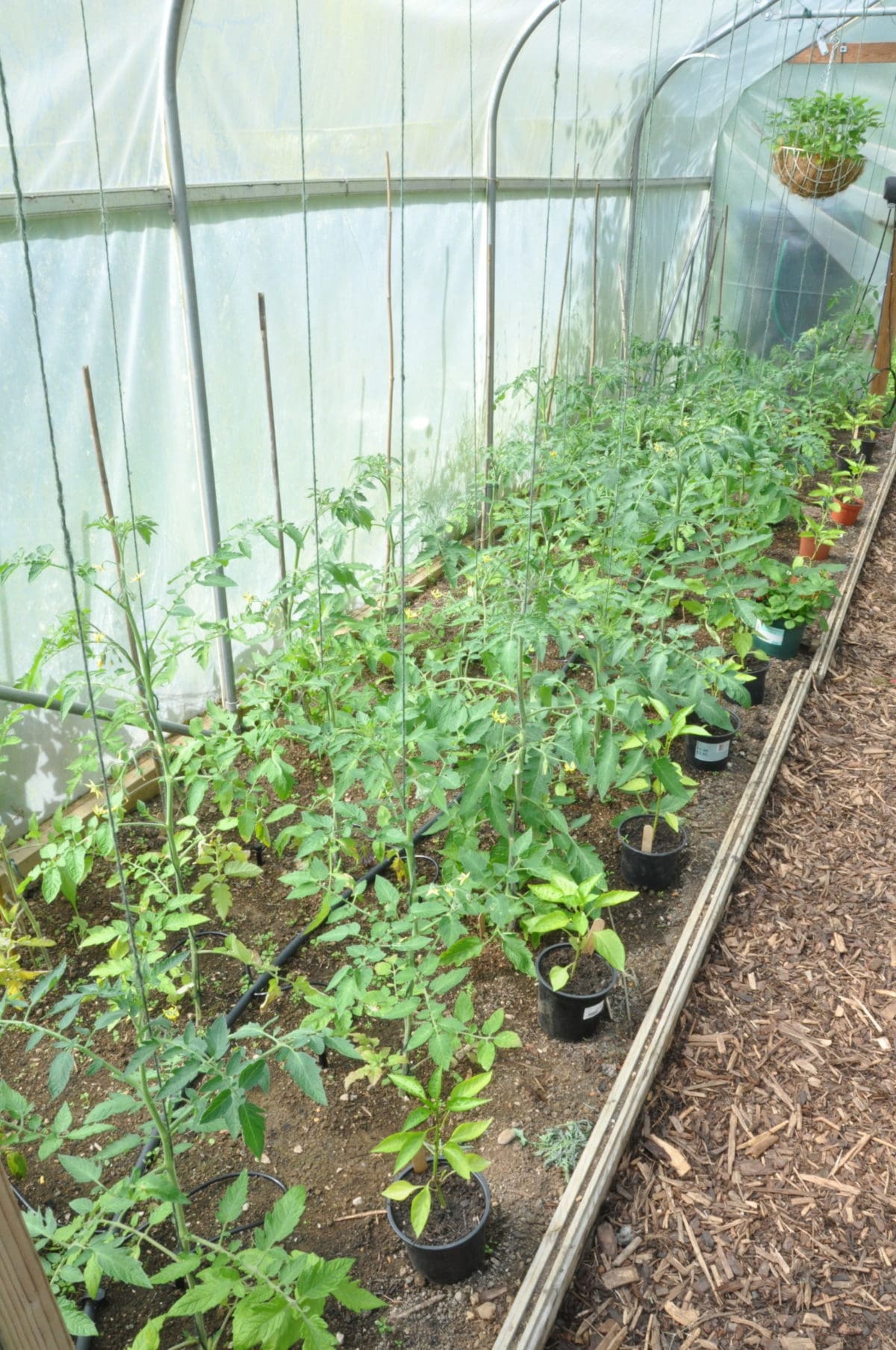 KG tomato crop 2022